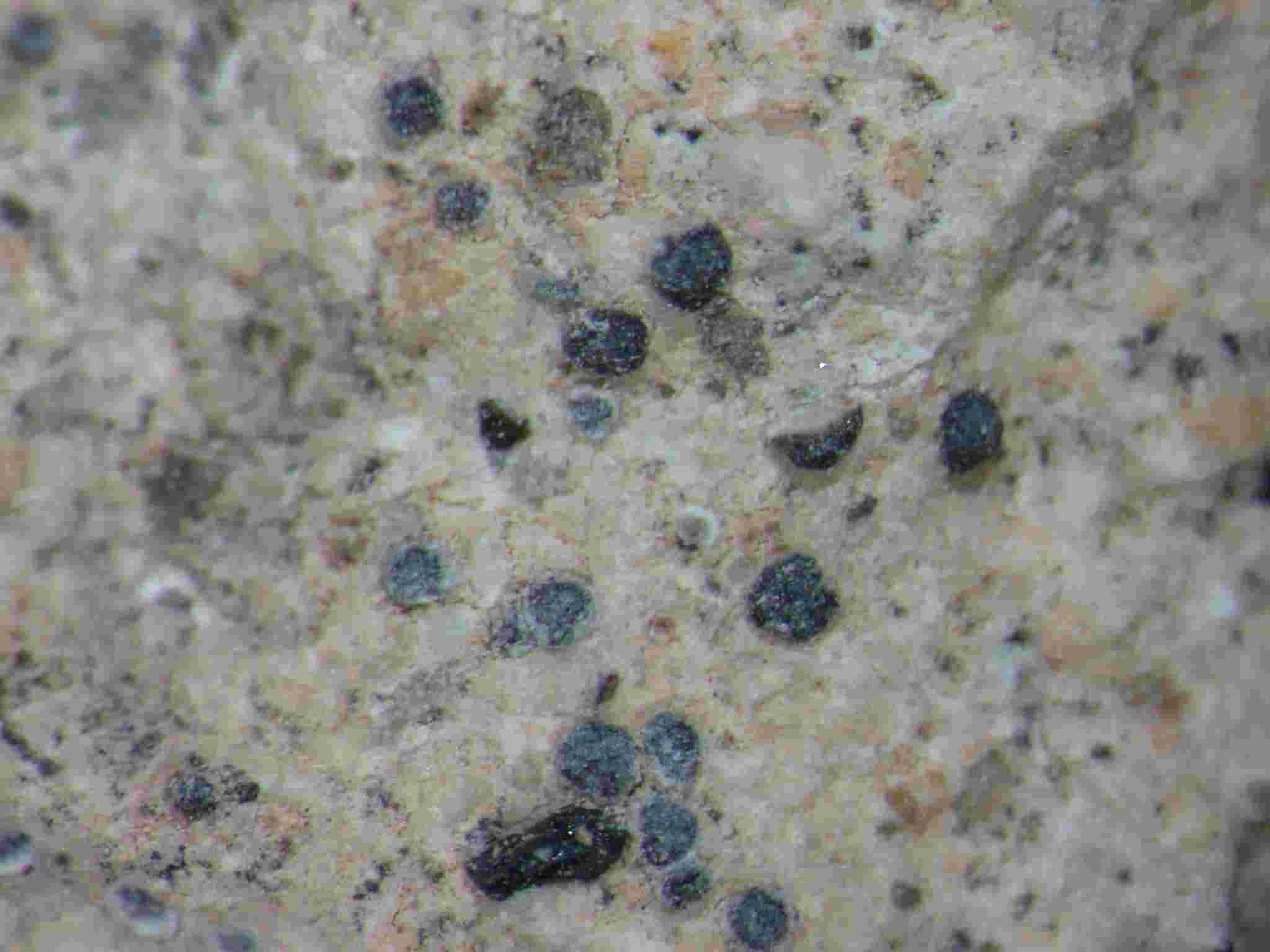 [Lecania turicensis]